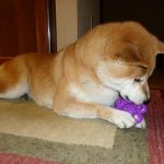 Shiba Inu Sephy is working on his dinner by getting it out of an interactive Kong food toy.