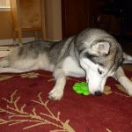 A young Siberian Husky dog figuring how to get her food out from a green Kong dog toy.