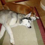 Siberian Husky Lara loves the company of other dogs. Here she is lying next to Shiba Inu Sephy.