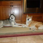 Siberian Husky dog and Red Shiba Inu dog lying paw-to-paw next to each other in the kitchen. Both are facing the camera.