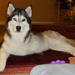 Beautiful Husky Shania is posing for the camera. She is a three legged dog, but she doesn't let that stop her from having a happy and active life.