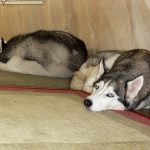 Two Siberian Huskies sleeping together by the front door.