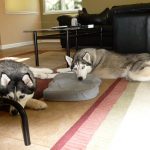 Two Siberian Husky dogs lying down on carpet and cushion in the living room.