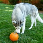 A young and curious Siberian Husky dog examining a scooped out pumpkin with cheese bits inside.