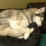 Cute Siberian Husky dog sleeping at the top of a black couch.