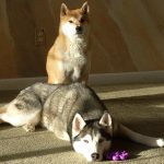 Adorable Siberian Husky dog lying next to a purple Kong toy, with regal looking Shiba Inu sitting in the back.