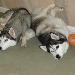 Two beautiful Siberian Husky girls lying together next to a kibble ball dog toy.