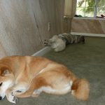 Two bookend dogs sleeping next to the wall. Shiba Inu is in the front while Siberian Husky is to the back.