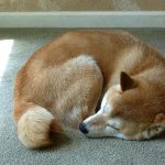 Classic Shiba Inu dog sleeping pose.