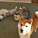 Cute Shiba Inu posing for the camera, while Siberian Husky dogs play in the back.
