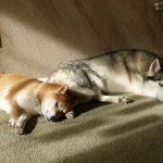 Shiba Inu and Siberian Husky dog in light and shadow.