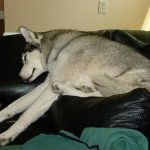 Cute short-haired Siberian Husky stretched out sleeping at the top of the couch. Green blankets below.