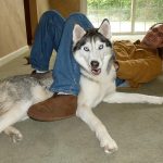 Man playing with a Siberian Husky dog who is lying under his legs, with a funny expression.