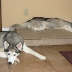 Shorted haired Siberian Husky with big ears lying on the tile floor, long-haired Siberian Husky sleeping on a soft dog bed.