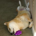 Shiba Inu sleeping next to his purple Kong Star Pod dog toy.