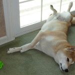 Sleeping Shiba Inu in a weird pose, with back legs up against the door but front body turned to the side.