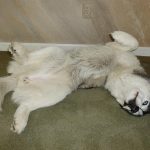 Beautiful three legged Siberian Husky dog lying on her back, legs up, with a happy toothy grin.
