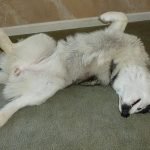 Three legged Siberian Husky dog sleeping on her back with her legs up and a toothy grin.