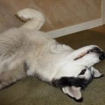 Portrait (face close-up) of a happy Siberian Husky dog who is lying on her back with a little bit of tooth out.