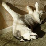 Three legged Siberian Husky Dog having a happy sleep on her back next to a wall. She is grinning, with her tooth out.