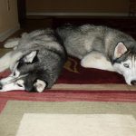 Two Siberian Husky dogs lying side by side on a red carpet.