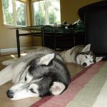 Two adorable Siberian Huskies sleeping on the tile floor.
