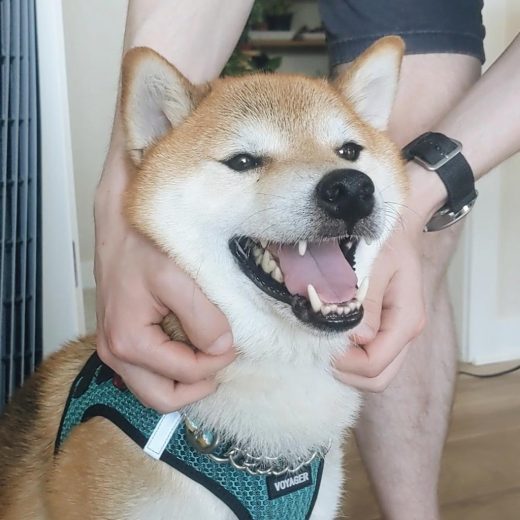 Shiba Inu dog with a very large smile while being scratched on the neck and side of head.
