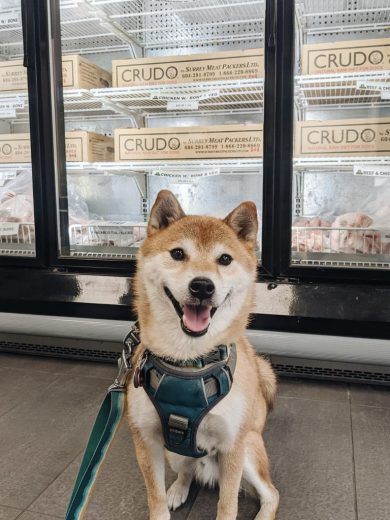 Cute Shiba inu Kuma is sitting and smiling in front of a meat refrigerator while shopping for his raw diet (BARF)