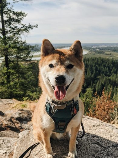 An active Shiba dog on a raw dog diet (BARF) sitting and smiling on top of the world.