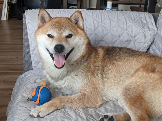 Adorable Shiba Inu Kuma lying on the couch with ball and a big smile.