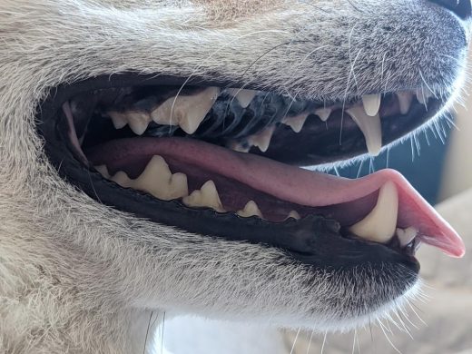 Close-up image of Shiba Inu Kuma's large white clean teeth from chewing bones on a raw BARF diet.