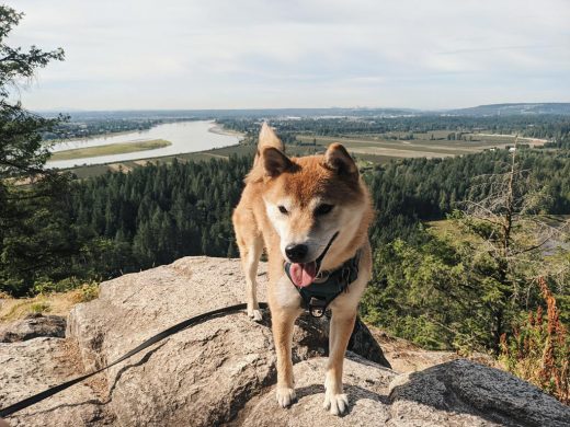 Shiba dog standing on rock on top of the world with a beautiful view below. Wonderful hike and walk at the park.