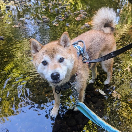 Shiba Inu Kuma cooling down on the water in the park during a fun dog hiking expedition.