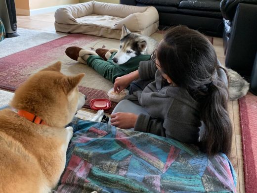 Adorable Siberian Husky Lara with her head on girl's leg. Shiba Inu Sephy lying on bed. Both dogs are eating hand-fed chicken.