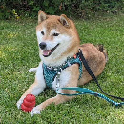 Happy Shiba dog Kuma (in harness) lying on the green grass with his red Kong.
