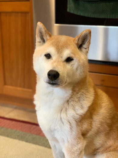 Portrait of handsome, adorable, red Shiba Inu Sephy. We miss you greatly.