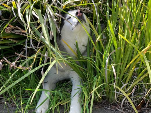 Siberian Husky Lara playing hide and seek in the bushes and looking goofy with her pink nose on prominent display.