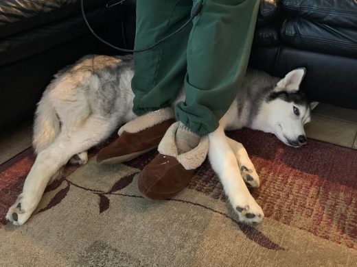 Sweet Siberian Husky dog lying by girl's feet, touching, and together. I love you and miss you my wonderful girl.