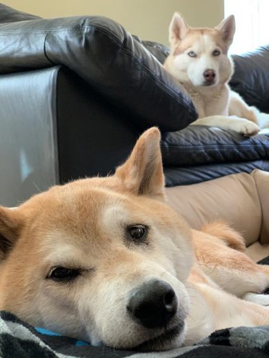 Rescue Siberian Husky Latte  lying on the couch and red Shiba Inu Sephy with his face up-close, lying on his bed below Latte.