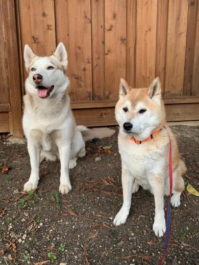 Rescue Siberian Husky Lara is smiling and sitting calmly next to red Shiba Inu Sephy who has his serious expression on. 