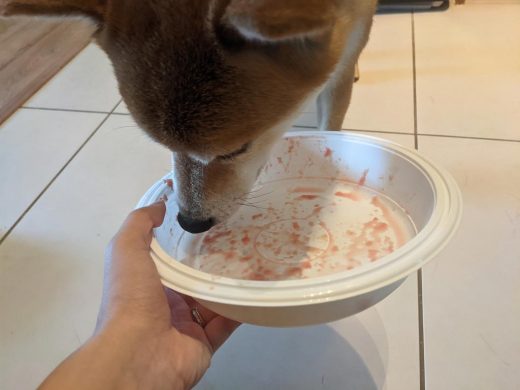 Shiba Inu cleaning up raw dog food container.
