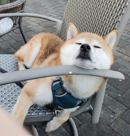Shiba dog sleeping on a chair after a wonderful day of dining on raw dog food and outdoor exploration.